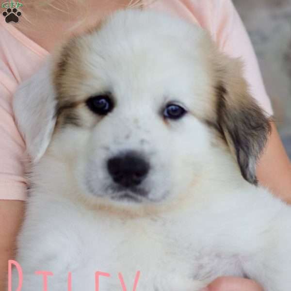 Riley, Great Pyrenees Puppy