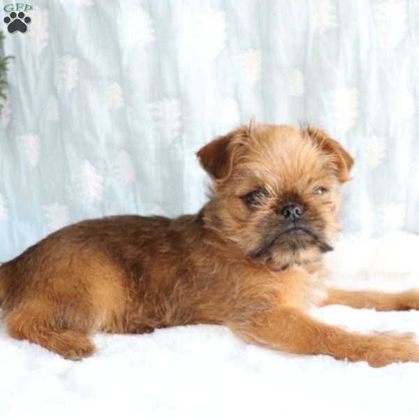 Bo, Brussels Griffon Puppy