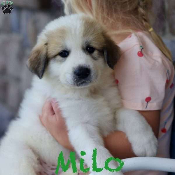 Milo, Great Pyrenees Puppy