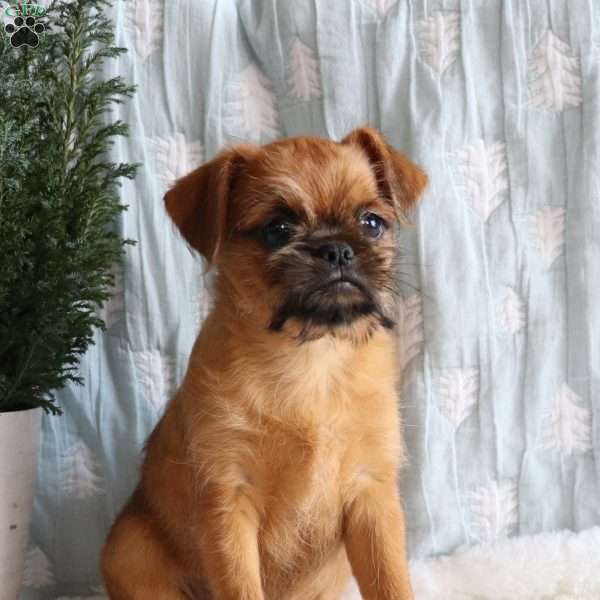 Bruce, Brussels Griffon Puppy