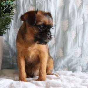 Benny, Brussels Griffon Puppy