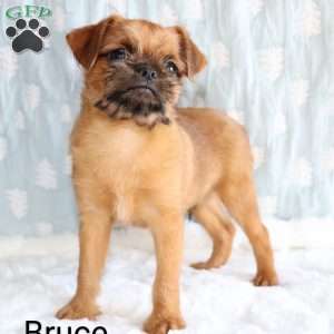 Bruce, Brussels Griffon Puppy