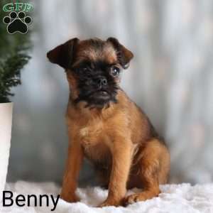 Benny, Brussels Griffon Puppy