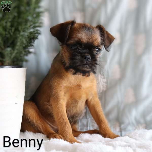 Benny, Brussels Griffon Puppy