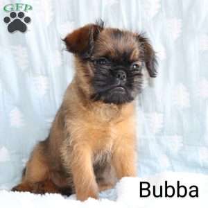 Bubba, Brussels Griffon Puppy