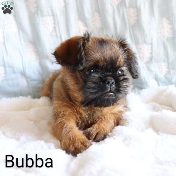 Bubba, Brussels Griffon Puppy