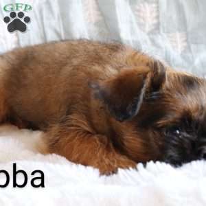 Bubba, Brussels Griffon Puppy