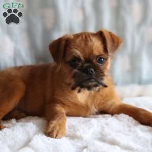 Bruce, Brussels Griffon Puppy