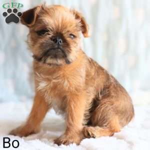 Bo, Brussels Griffon Puppy