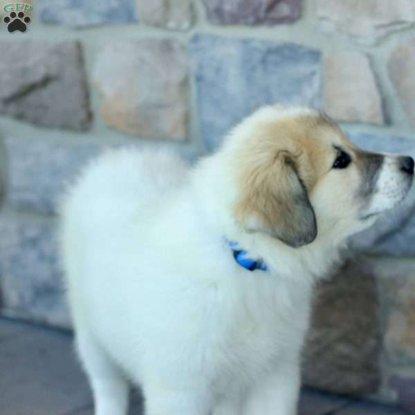 Nikki, Great Pyrenees Puppy