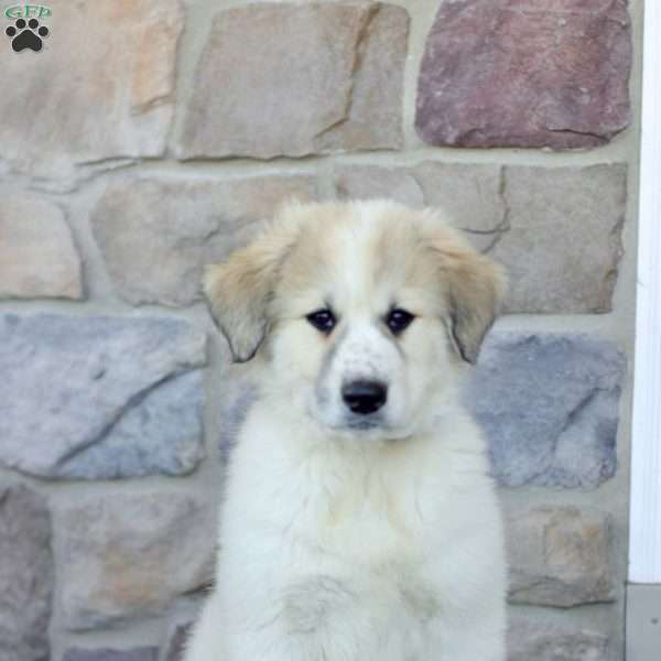 Pixie, Great Pyrenees Puppy