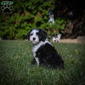 Maggie F1B, Mini Bernedoodle Puppy