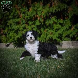 Maggie F1B, Mini Bernedoodle Puppy