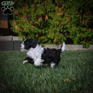 Maggie F1B, Mini Bernedoodle Puppy