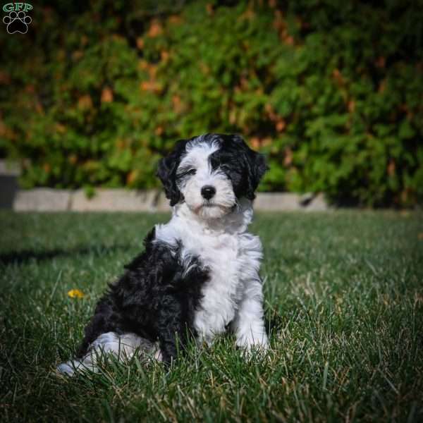 Maggie F1B, Mini Bernedoodle Puppy