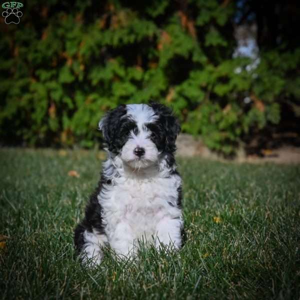 Roxy F1B, Mini Bernedoodle Puppy