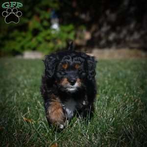 Mia F1B, Mini Bernedoodle Puppy