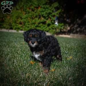 Mia F1B, Mini Bernedoodle Puppy