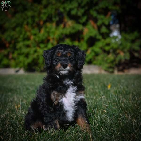 Mia F1B, Mini Bernedoodle Puppy