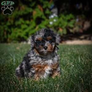 Zoey F1B, Mini Bernedoodle Puppy