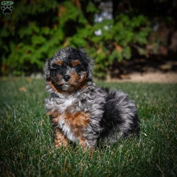 Zoey F1B, Mini Bernedoodle Puppy