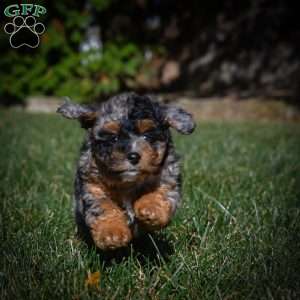 Zoey F1B, Mini Bernedoodle Puppy