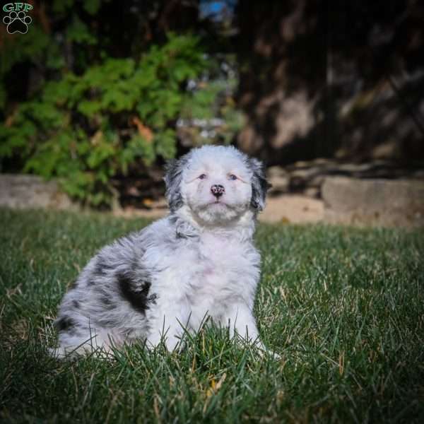 Chloe F1B, Mini Bernedoodle Puppy