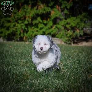 Chloe F1B, Mini Bernedoodle Puppy