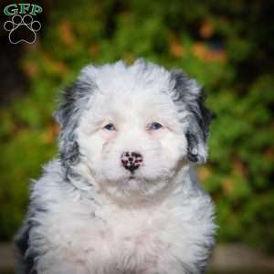 Chloe F1B, Mini Bernedoodle Puppy