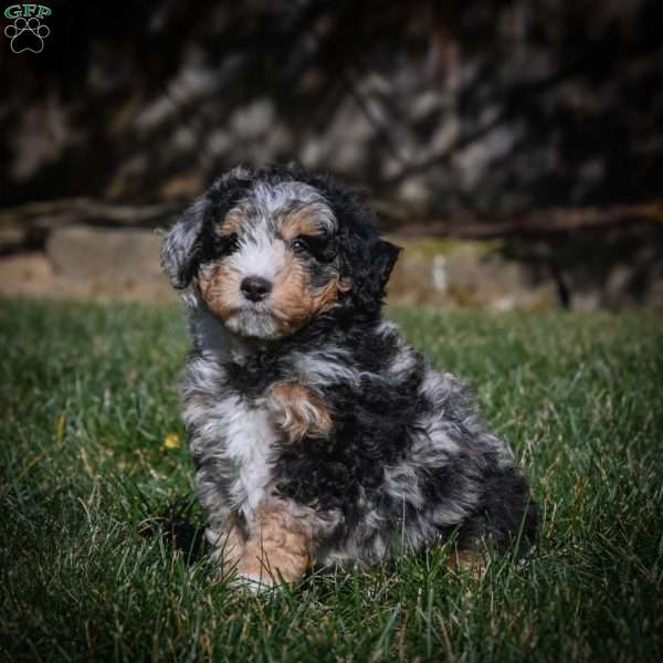 Cooper F1B, Mini Bernedoodle Puppy