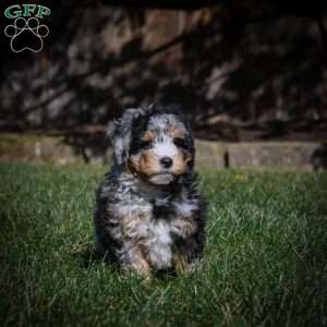 Cooper F1B, Mini Bernedoodle Puppy