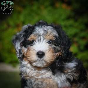 Cooper F1B, Mini Bernedoodle Puppy