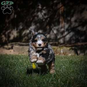 Cooper F1B, Mini Bernedoodle Puppy