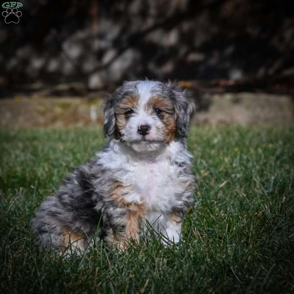 Chase F1B, Mini Bernedoodle Puppy