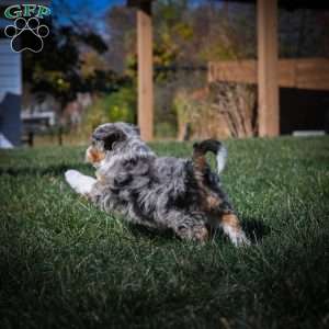 Chase F1B, Mini Bernedoodle Puppy