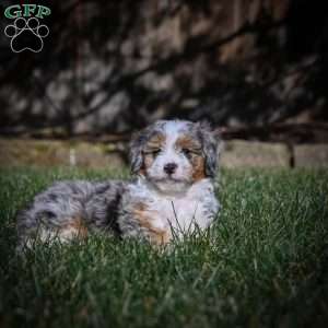 Chase F1B, Mini Bernedoodle Puppy