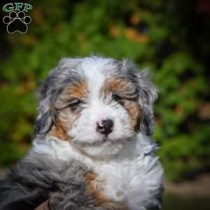 Chase F1B, Mini Bernedoodle Puppy