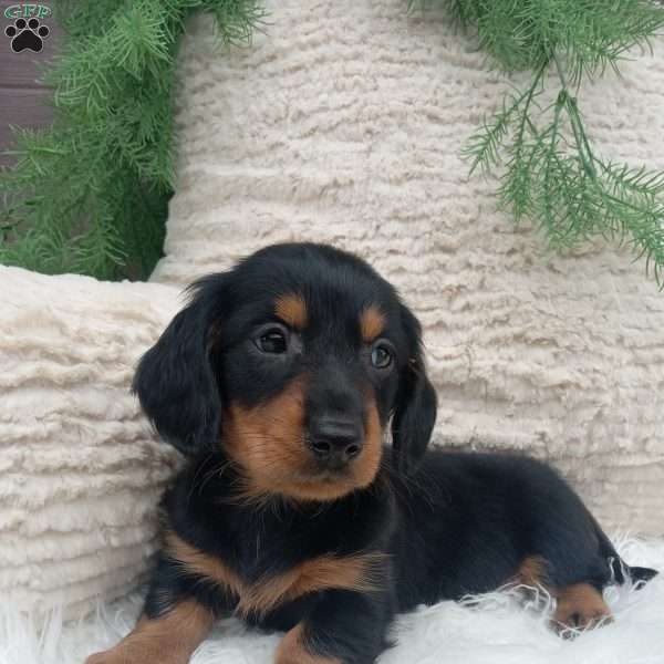 Roscoe, Dachshund Puppy