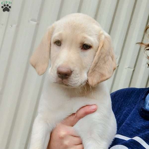 Iris, Chocolate Labrador Retriever Puppy