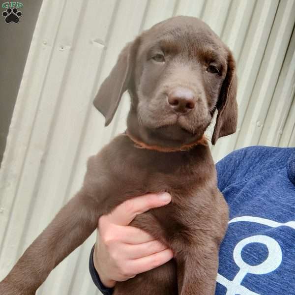 Moss, Chocolate Labrador Retriever Puppy