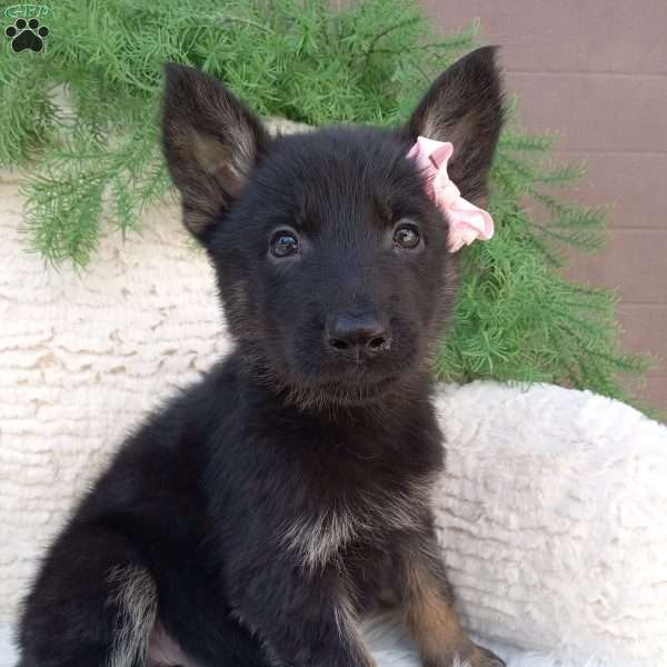 Skye, German Shepherd Puppy