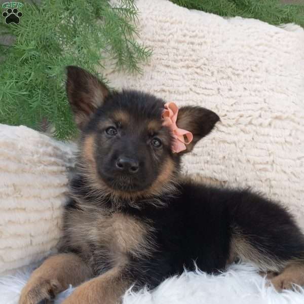 Brooke, German Shepherd Puppy