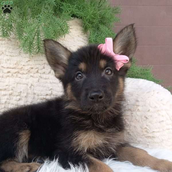 Annie, German Shepherd Puppy