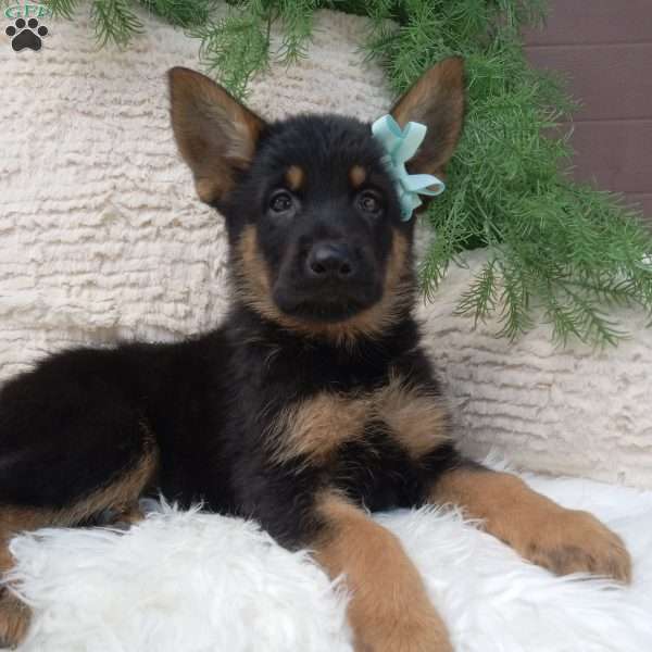 Bandit, German Shepherd Puppy