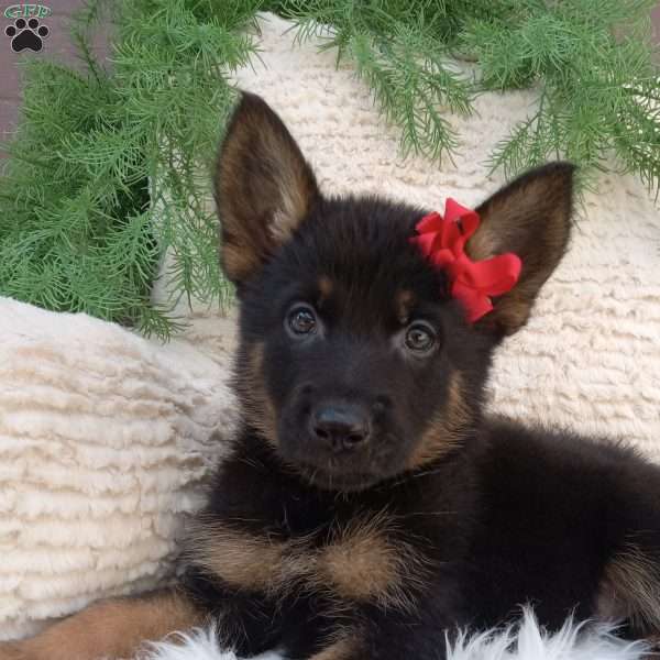 King, German Shepherd Puppy