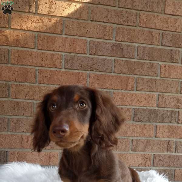 Sparky, Dachshund Puppy