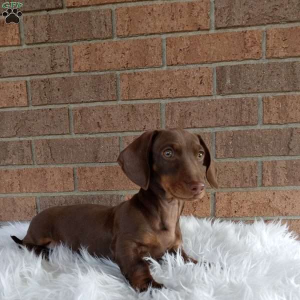 Archie, Dachshund Puppy