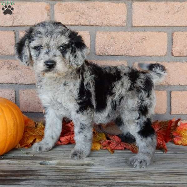 Pumpkin, Mini Labradoodle Puppy