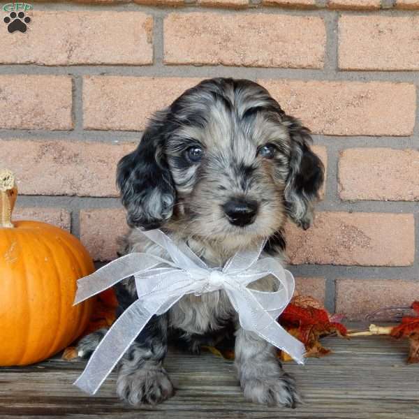 Bella, Mini Labradoodle Puppy