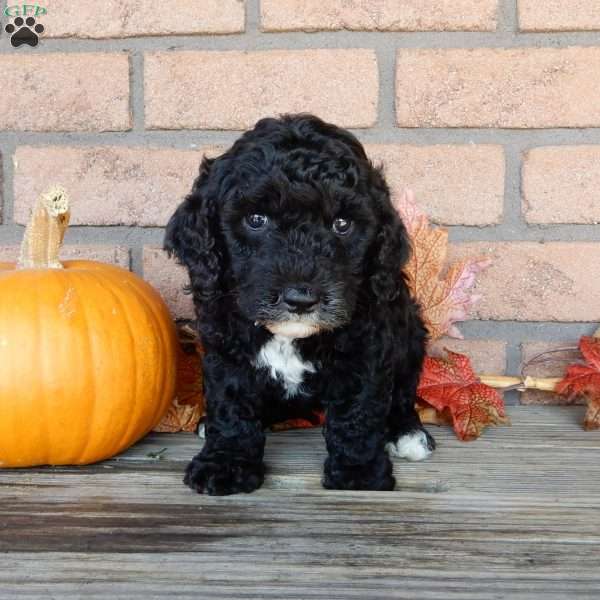 Amber, Mini Labradoodle Puppy